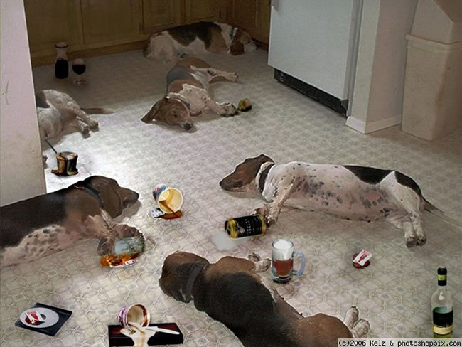 20 Hungover Animals Suffering The Morning After (3)