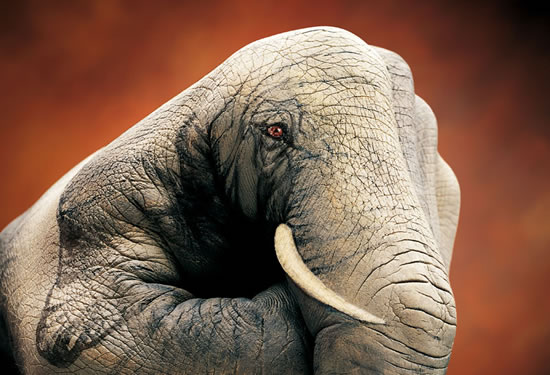 Amazing Handimals Hand Art 3