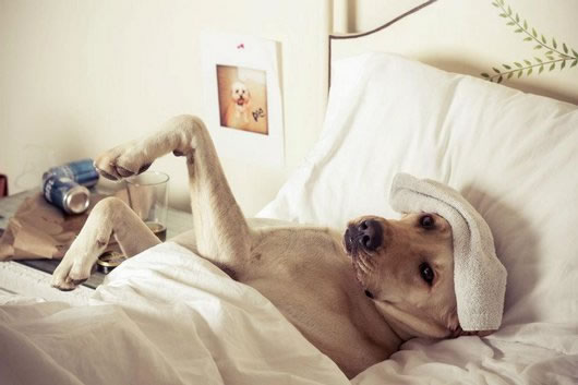 Drunk Animals Suffering The Morning After (12)