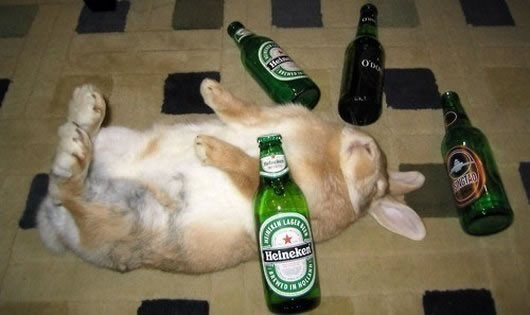 Drunk Animals Suffering The Morning After (4)