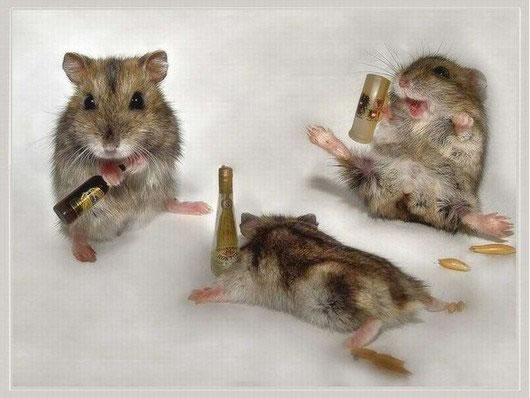 Drunk Animals Suffering The Morning After (5)