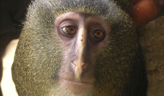 Monkey with human eyes
