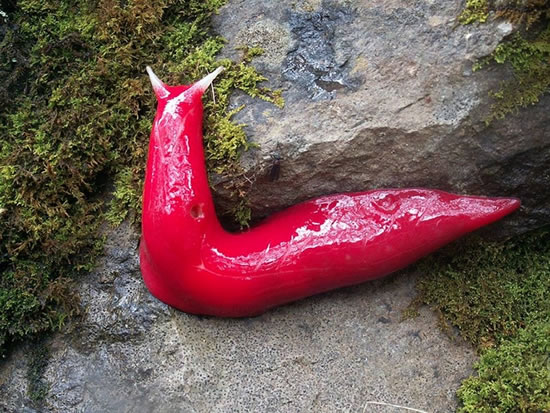 giant fluorescent pink slugs