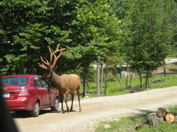 why life can be very funny north of the boarder (7)