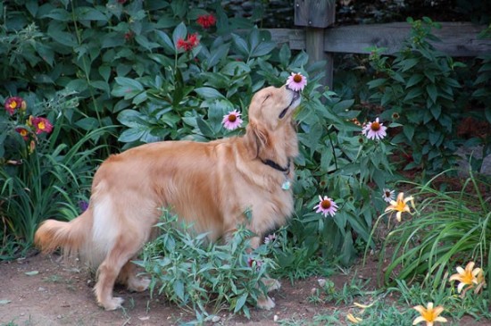 20 Cute Pictures Of Animals Smelling Flowers 1