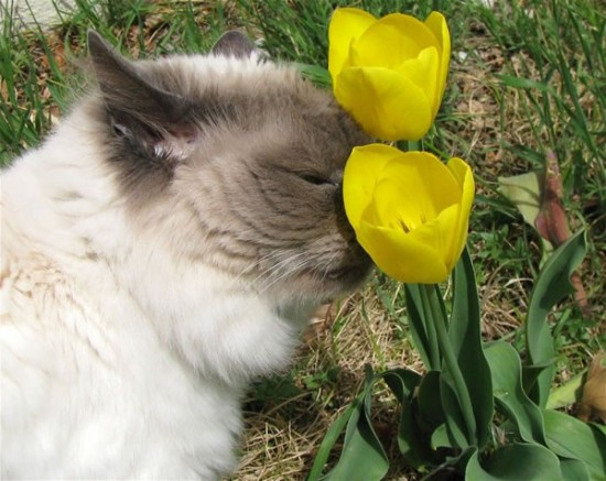 20 Cute Pictures Of Animals Smelling Flowers 13