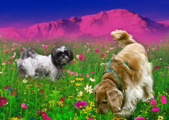 20 Cute Pictures Of Animals Smelling Flowers 14