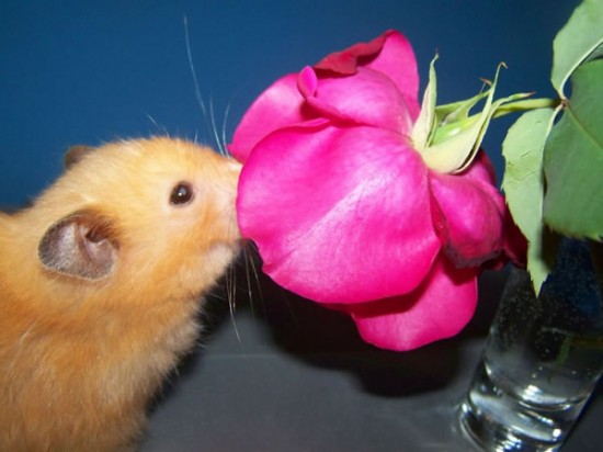 20 Cute Pictures Of Animals Smelling Flowers 16