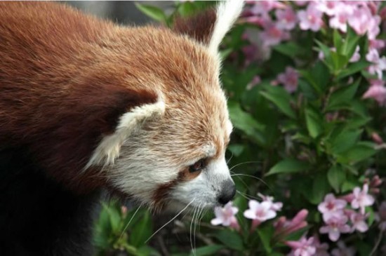 20 Cute Pictures Of Animals Smelling Flowers 17