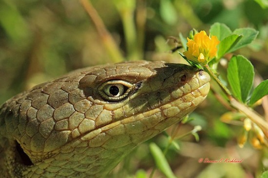20 Cute Pictures Of Animals Smelling Flowers 19