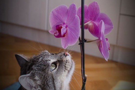 20 Cute Pictures Of Animals Smelling Flowers 5