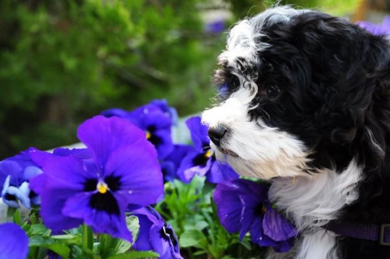 20 Cute Pictures Of Animals Smelling Flowers 6