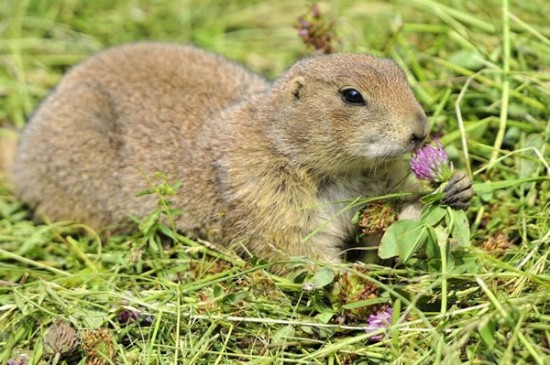 20 Cute Pictures Of Animals Smelling Flowers 7