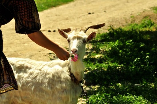 20 Cute Pictures Of Animals Smelling Flowers 9