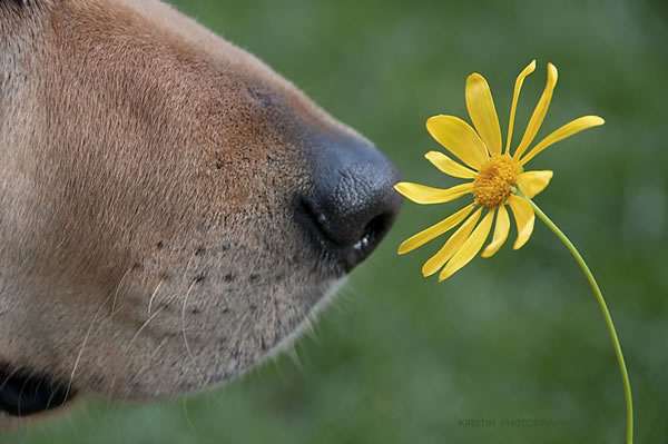 20 Cute Pictures Of Animals Smelling Flowers