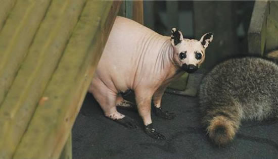 Ever Seen A Bald Raccoon 2