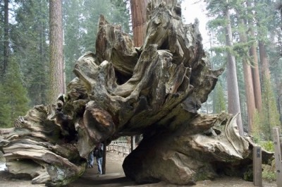 Sequoia National Park (2)