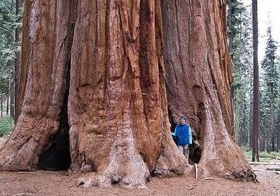 Sequoia National Park (5)