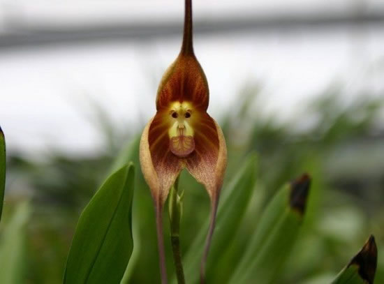 You Wont Believe This Is Real - Monkey Orchid Flower Has A Monkey Face 2