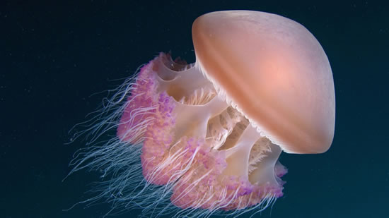 mediterranean jellyfish