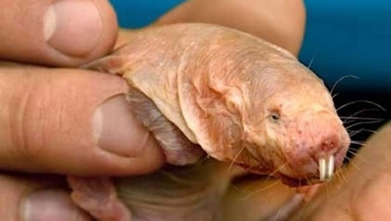 naked mole rat cancer