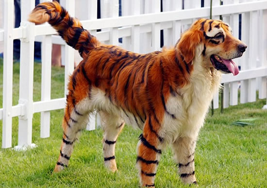 tiger dog