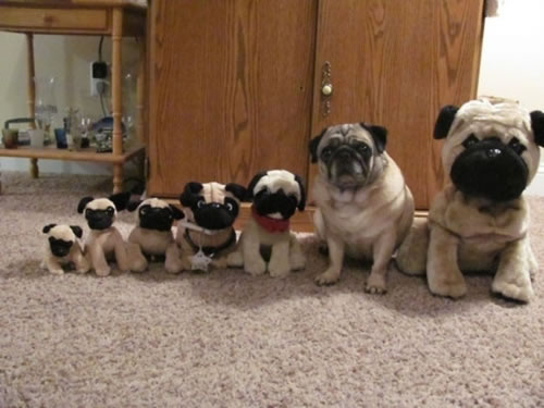 which pug is real