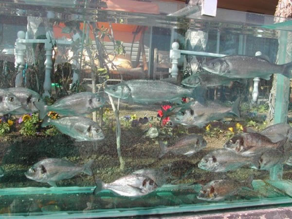Eccentric Millionaire Builds Aquarium Fence Around His Mansion  4