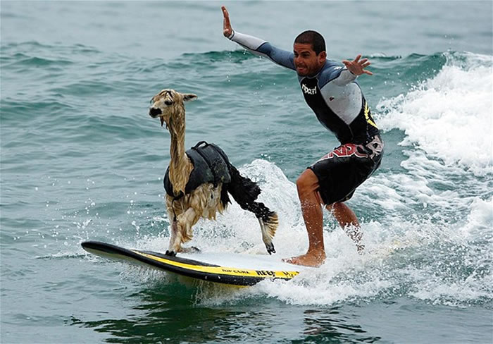 animals hitching a ride (1)