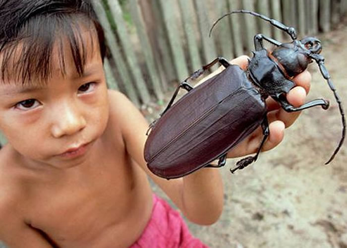titan beetle 1