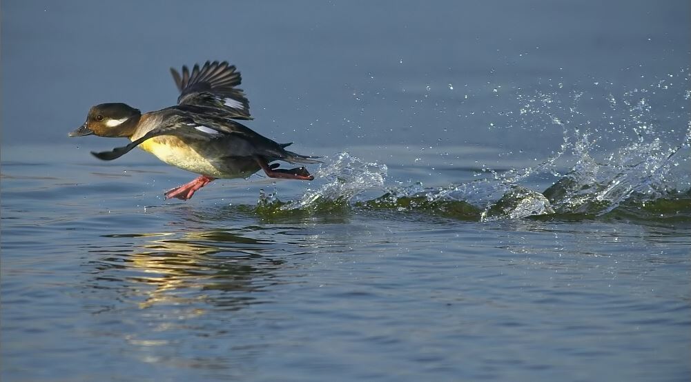 Amazing Animal Photos caught at the perfect moment (1)