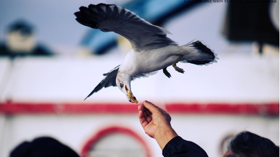 Amazing Animal Photos caught at the perfect moment (3)