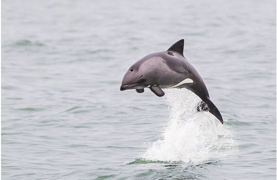 Amazing Animal Photos caught at the perfect moment (4)