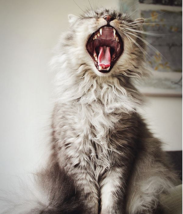 Amazing Animal Photos caught at the perfect moment (5)