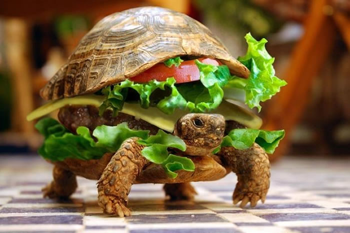 Man Tries Smuggling Tortoise Through Customs By Disguising It As A Burger