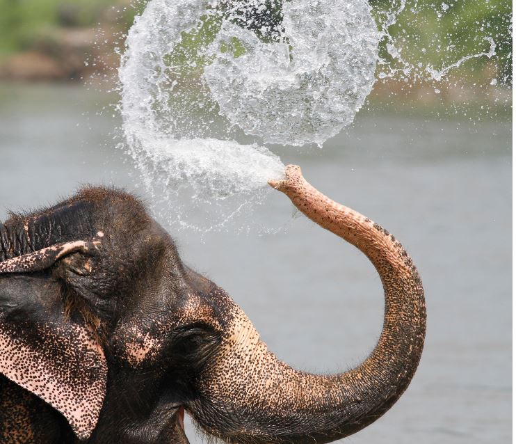 Perfect Timing - 10 Amazing Animal Photos (4)