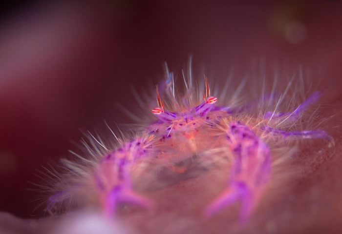 beautiful creatures - crustacean (1)