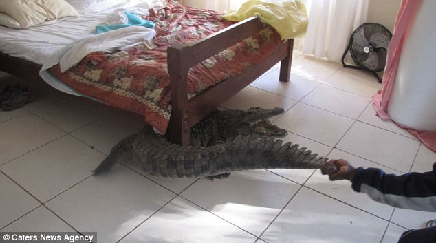 Man Wakes To Find 8 Foot Crocodile Hiding Under His Bed 2