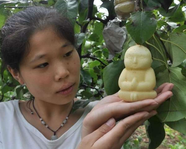 buddha shaped pears