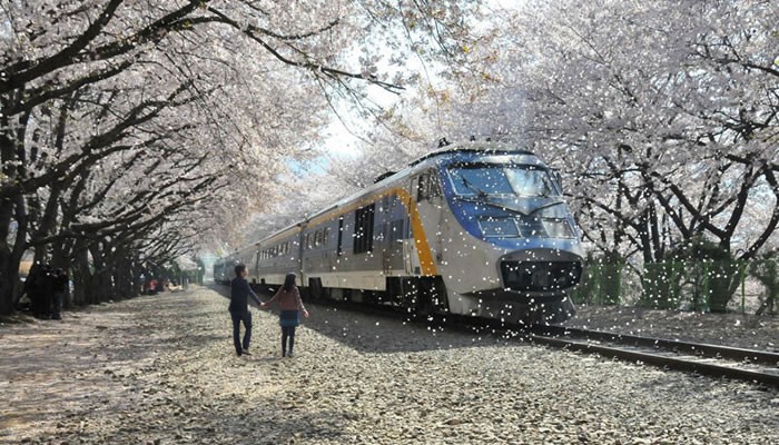 cherry-blossom-train