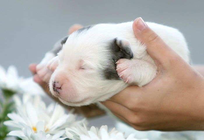 daily cuteness - animals (1)