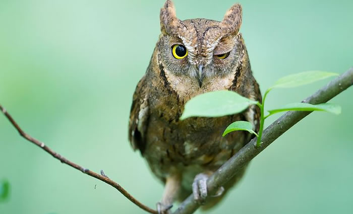 daily cuteness - winking (1)