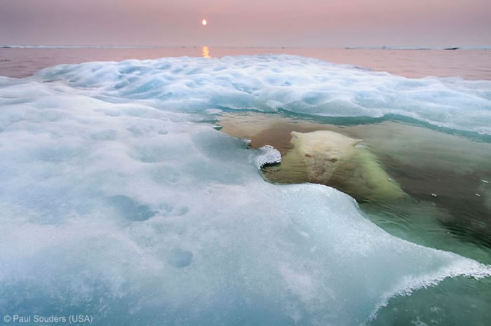 Photo Contest - Wildlife Photographer of the Year (10)