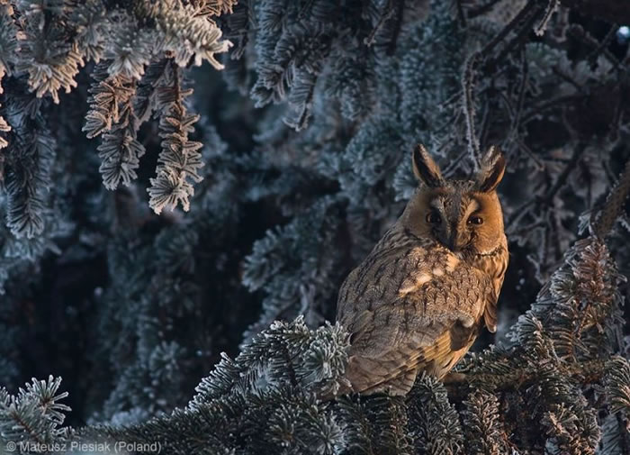 Photo Contest - Wildlife Photographer of the Year (11)