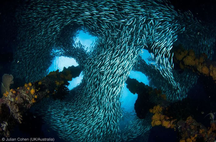 Photo Contest - Wildlife Photographer of the Year (2)