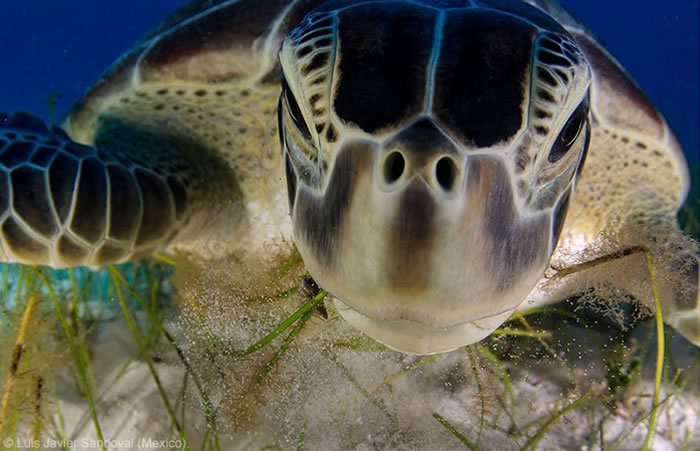 Photo Contest - Wildlife Photographer of the Year (5)