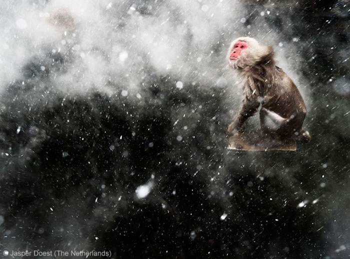 Photo Contest - Wildlife Photographer of the Year (6)