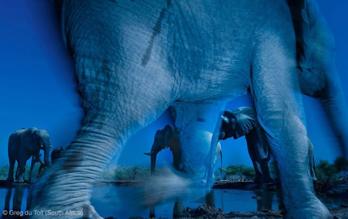 Photo Contest - Wildlife Photographer of the Year (7)