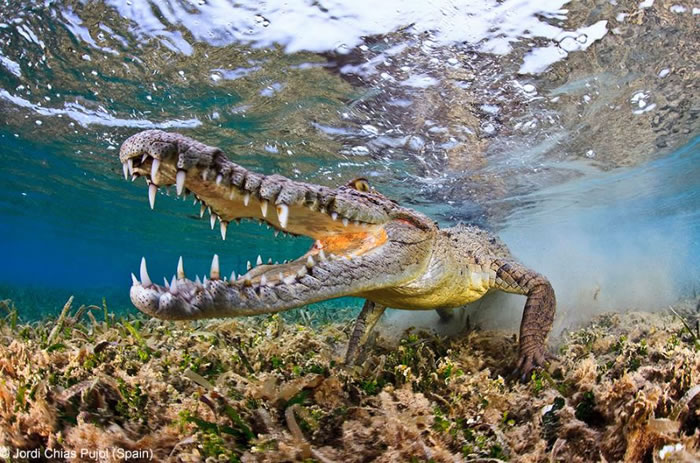 Photo Contest - Wildlife Photographer of the Year (8)