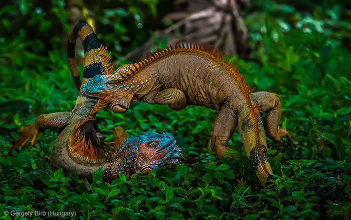 Photo Contest - Wildlife Photographer of the Year (9)